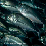 Trevally